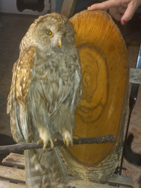Barr owl