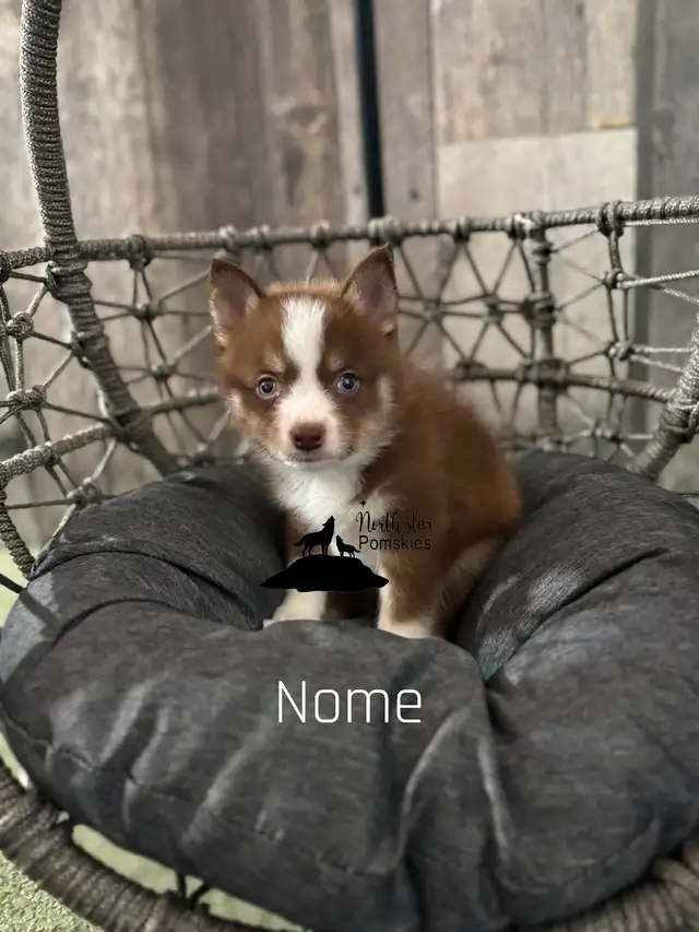 Pomsky Pups. in Dogs & Puppies for Rehoming in Edmonton - Image 2