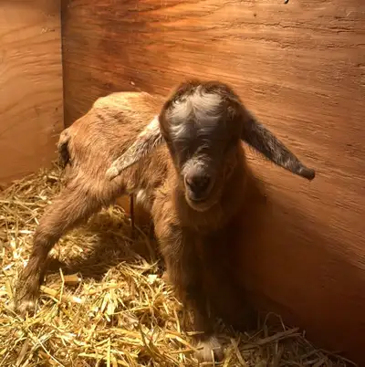 Moonspotted Nigerian dwarf doe with Doeling at side , View more