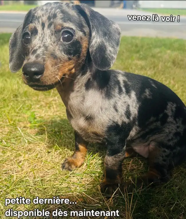 Teckel miniature in Dogs & Puppies for Rehoming in Laval / North Shore - Image 3