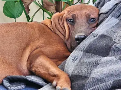REDBONE COONHOUND PUPPIES - female, View more