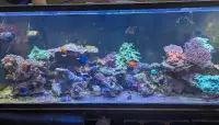 180 gallon drilled aquarium tank