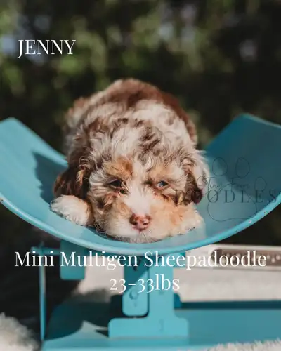 We have a stunning variety of Sheepadoodle puppies ready to go to their forever homes the weekend of...