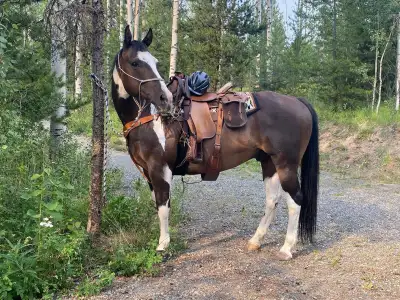 Buck paint gelding, View more