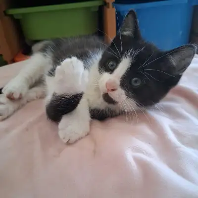 Two beautiful kittens for sale, View more