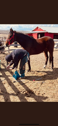 Farrier - Trimming and Shoeing