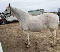 Quarter Horse Mare for Sale