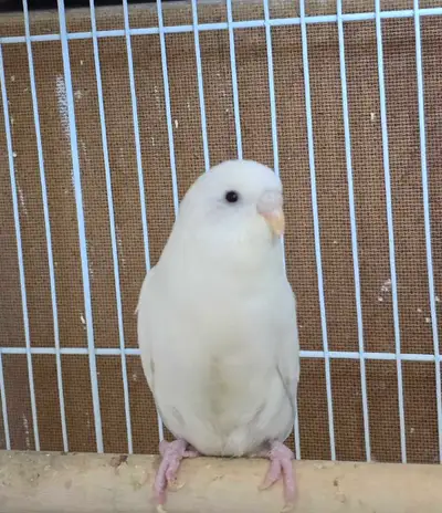 Mature Female Budgie , View more