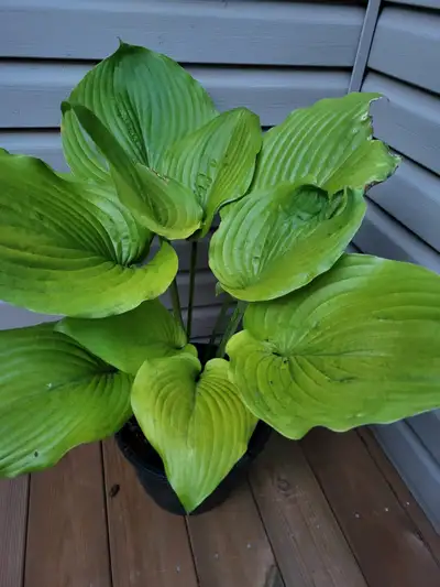 Hosta ''Sum and Substance" - The largest and most popular of the hosta has immense leathery leaves t...