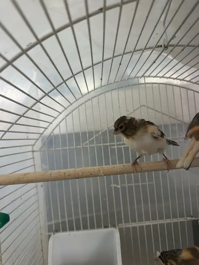 make canary’s  in Birds for Rehoming in Calgary - Image 6