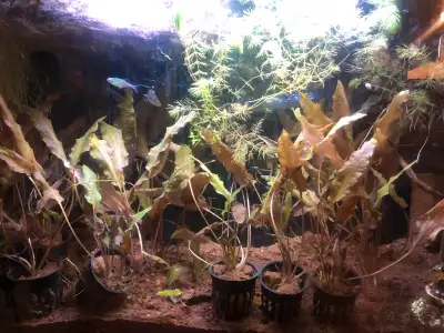 Red Wendtii Live Plant, View more