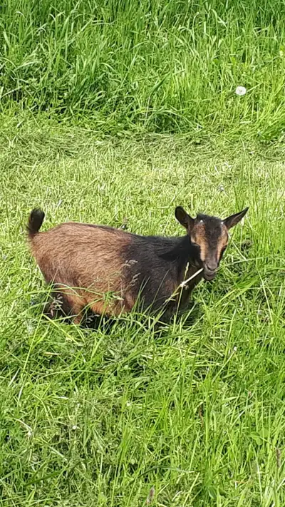 3 female Nigerian dwarf goats are ready to go., View more