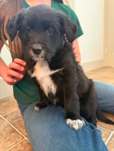 3 male Australian Retrievers ready for new homes. These guys are dewormed, vet checked, and vaccinat...