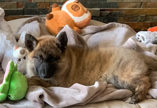 RARE TAMASKAN in Dogs & Puppies for Rehoming in Edmonton - Image 7
