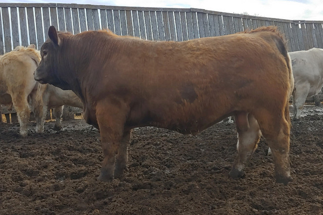 Purebred Charolais Bulls in Livestock in Portage la Prairie - Image 3