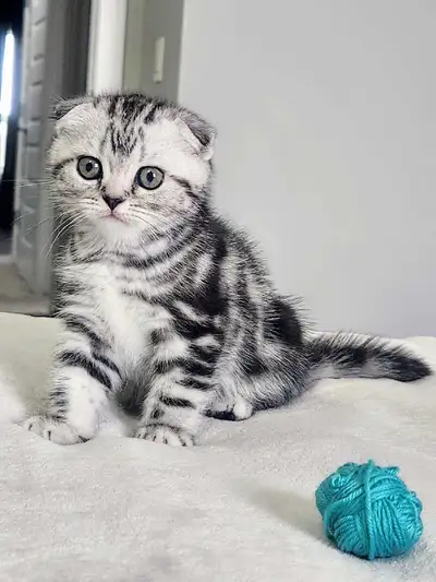 TICA registered Scottish fold kittens, View more