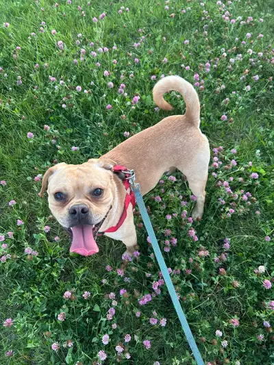 French bulldog  (mix breed), View more