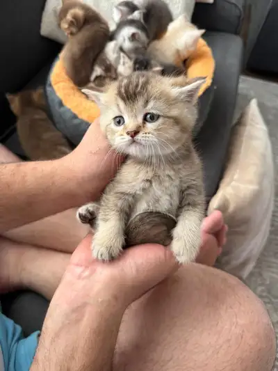 Pure Male British Shorthair kitten  for Sale, View more