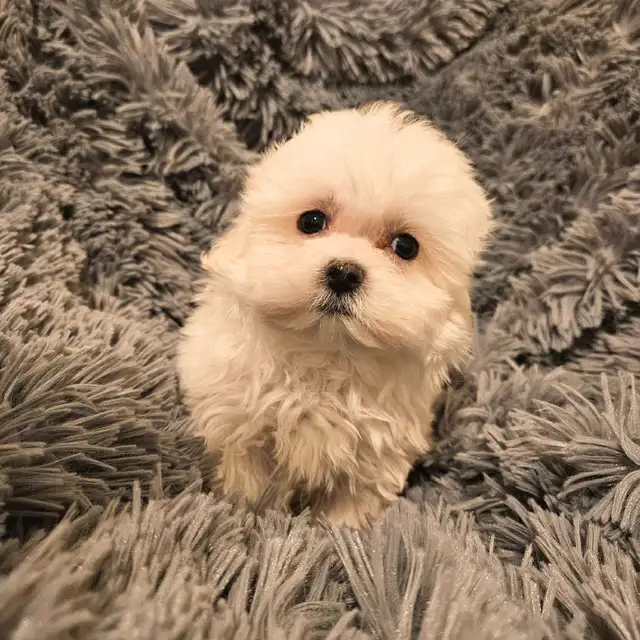 purebred premium mini Korean Maltese puppies in Dogs & Puppies for Rehoming in Kitchener / Waterloo - Image 5