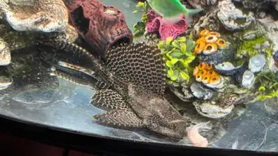 pleco 12” female, View more