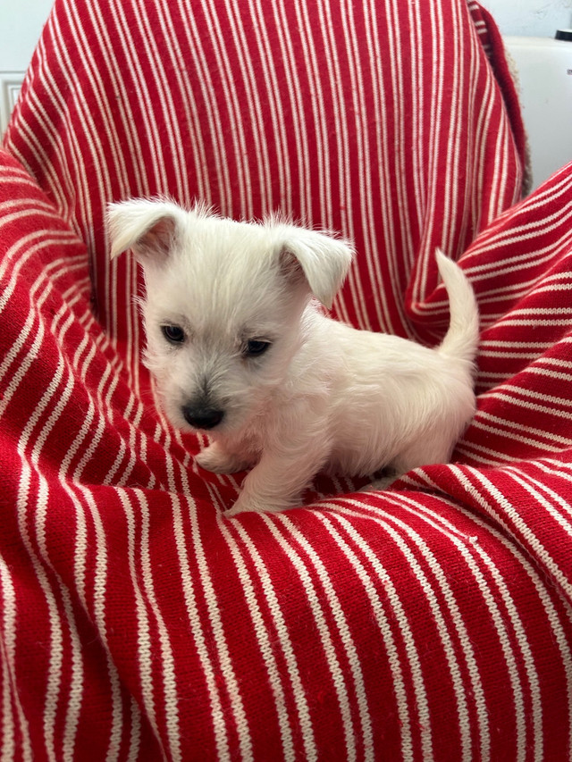 Westie puppies in Dogs & Puppies for Rehoming in Kelowna - Image 4