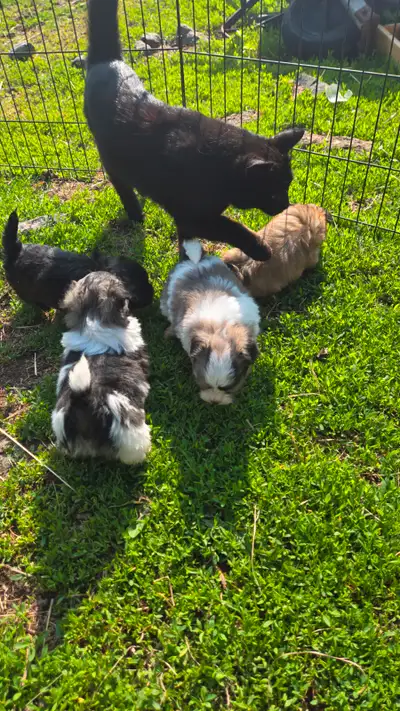 Shih tzu x puppies, View more