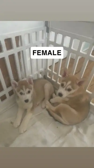 Husky Puppies For Sale!, View more