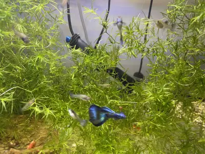 Purple-blue Moscow guppies, View more