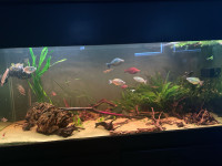 Freshwater fish and plants
