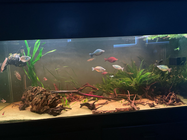 Freshwater fish and plants in Hobbies & Crafts in Kitchener / Waterloo