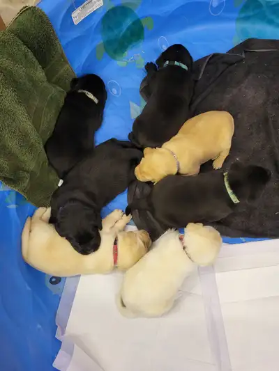 Lab puppies for sale, View more