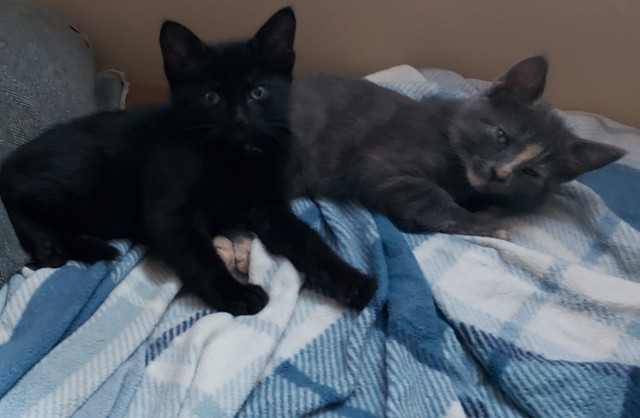 Chaton a vendre dans Chats et chatons à adopter  à Victoriaville - Image 2