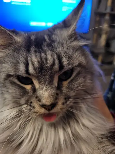 Maine Coon femelle se cherche un beau divan et une belle famille pour vivre une belle retraite. Tosc...