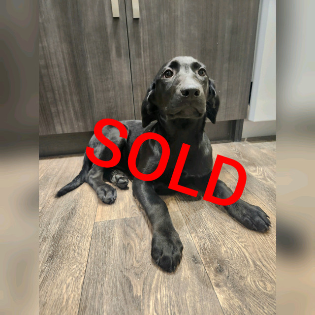 Labrador Retriever Puppies Dogs & Puppies for Rehoming Kamloops