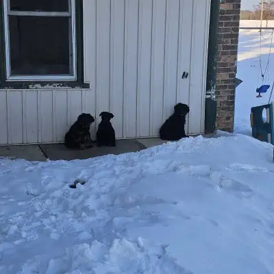 pups for sale, View more