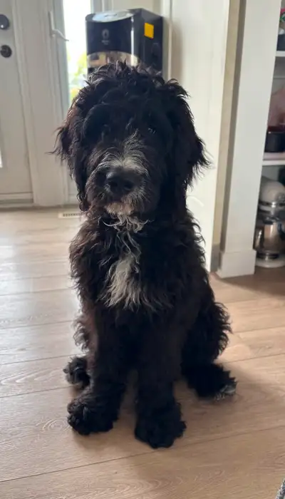 Doodle / Newfypoo / Newfoundland /Poodle, View more