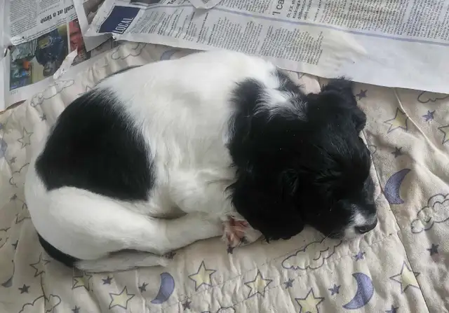 *Ready to go* English Springer Puppies in Dogs & Puppies for Rehoming in Truro - Image 5