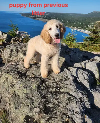 F2 Goldendoodles, View more