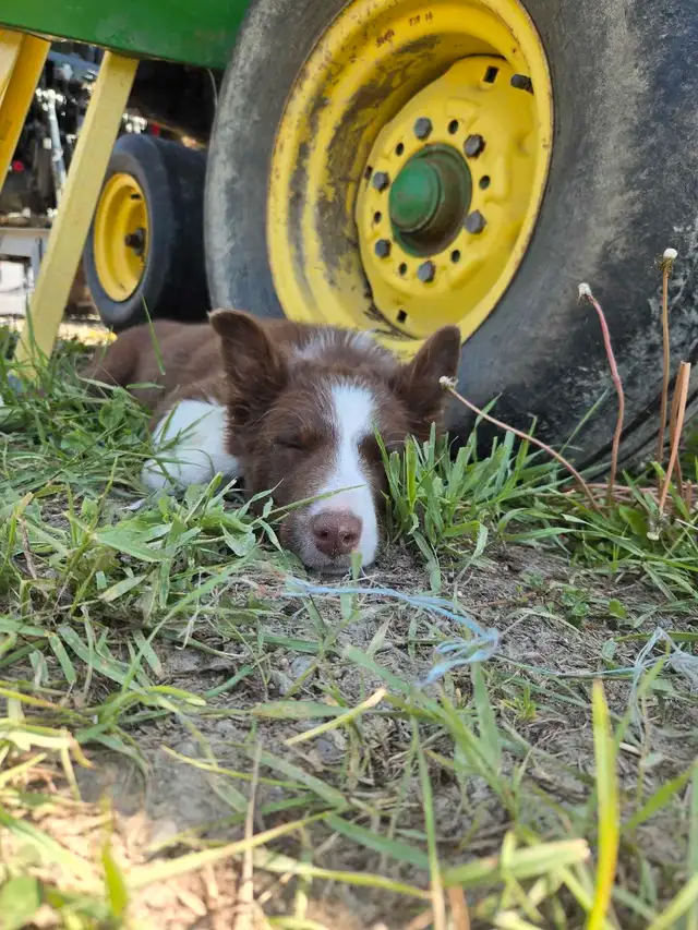 Chiot Border Collie CBCA / CBCA Border Collie Puppy in Dogs & Puppies for Rehoming in Gatineau - Image 3