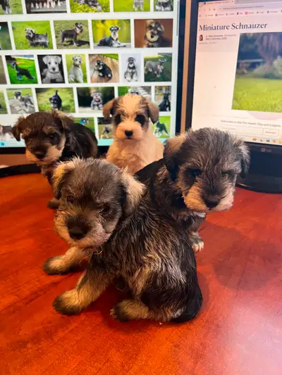 Miniature Schnauzer puppies, View more