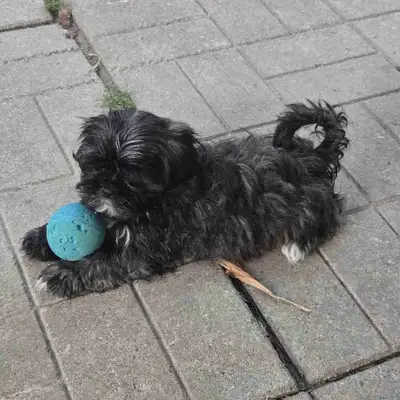 Shih Tzu puppies, View more