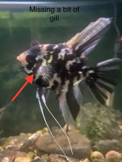 5 Angelfish (3 Males, 2 Females) – $100 for the Group | Healthy, View more