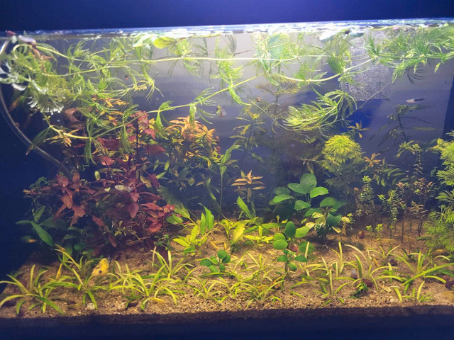 Aquarium plants and fish packages! in Fish for Rehoming in Trenton - Image 3