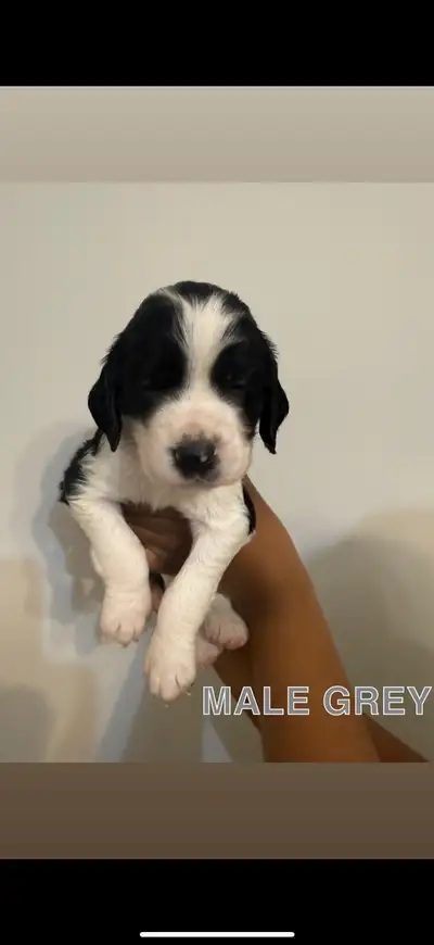 English Springer Spaniel MALE  Puppies for Sale  !, View more