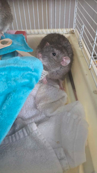 Free male rat
