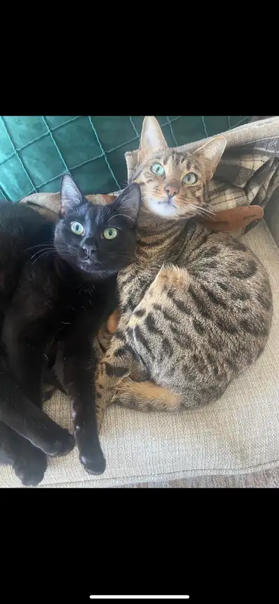 Née le 13 Juin 2025 Super energetic S’exprime et répond au appel Maman bengal Pas vax