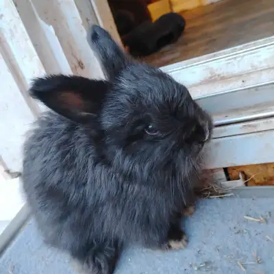 Angora wool bunny's PRICE DROP, View more