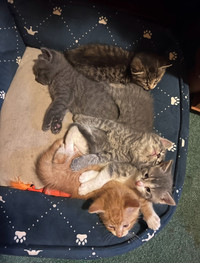 Sweet Kittens For Sale (3 Left)