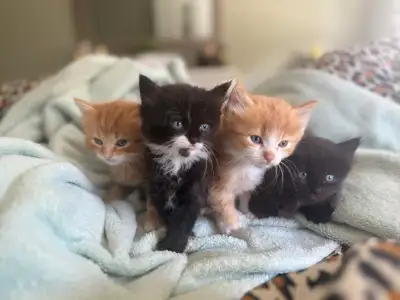 Calico Kitten long hair for rehoming, View more