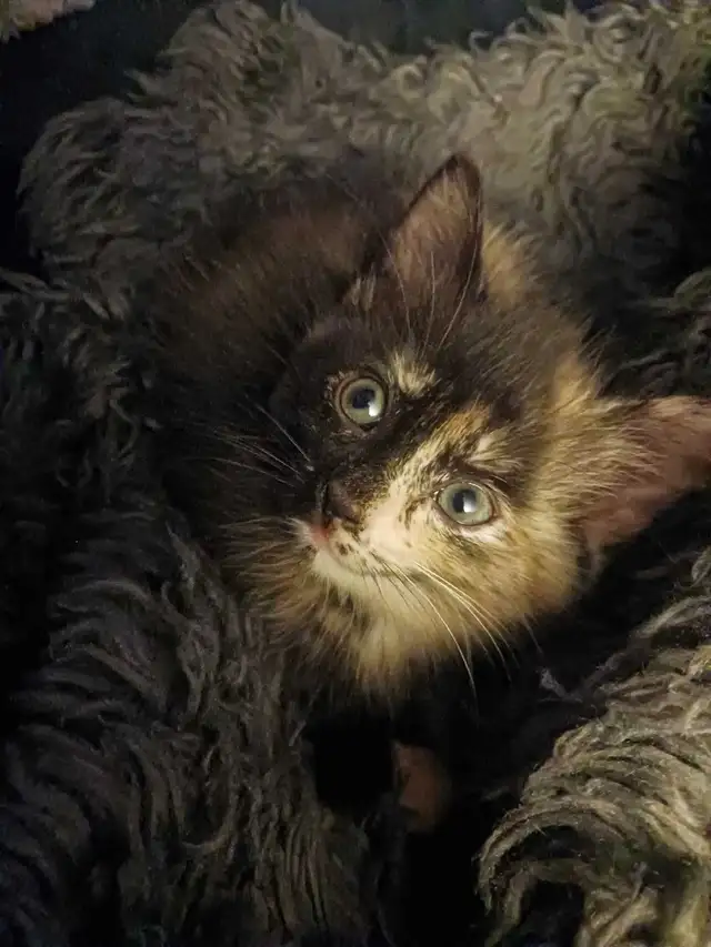 cute loving looking for a forever home in Other in City of Toronto - Image 4